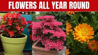 6 PLANTS That Make Any GARDEN  More Colorful