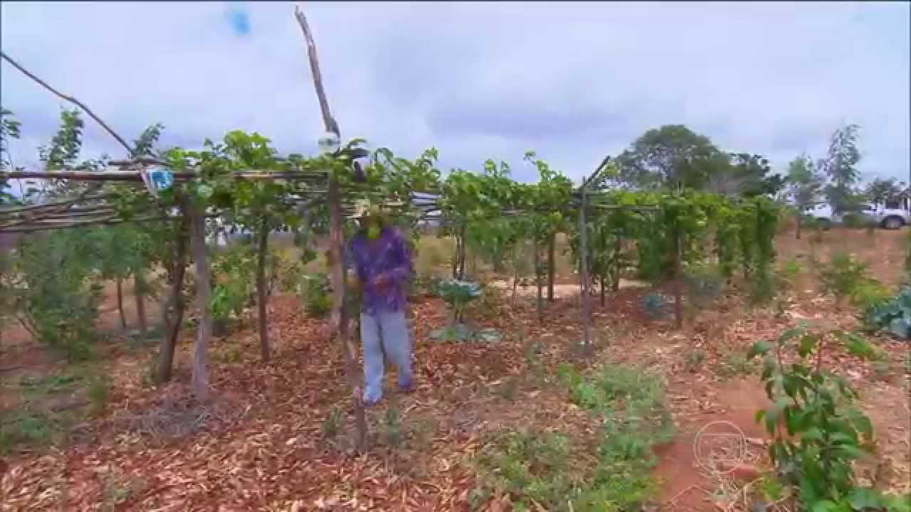 Tecnologia ajuda a diminuir sofrimento com a seca