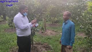 বারি মাল্টা-১ঃকৃষকের বাগান