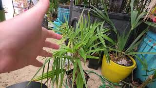 Fast Growing Cold Hardy Palm || Trachycarpus Fortunei Tesan