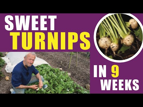 How to Grow Turnips Early & Late | Sowing, Transplanting & Harvest Tips | No Dig