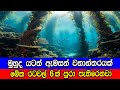 රටවල් හයක් පුරා දිවෙන දිය යට වනාන්තරය 