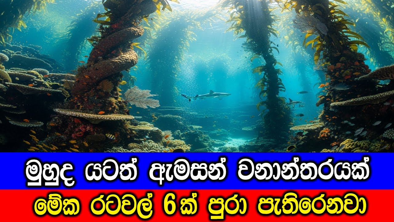 රටවල් හයක් පුරා දිවෙන දිය යට වනාන්තරය. The Ocean’s Secret Rainforest - Coral