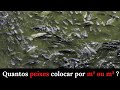 PISCICULTURA 497 QUANTOS PEIXES COLOCAR POR M² OU M³