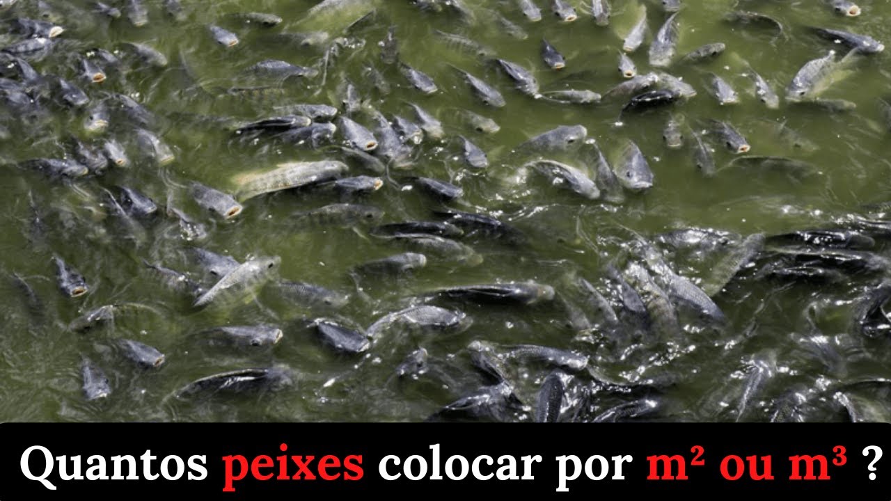 PISCICULTURA 497:  QUANTOS PEIXES COLOCAR POR M² OU M³?