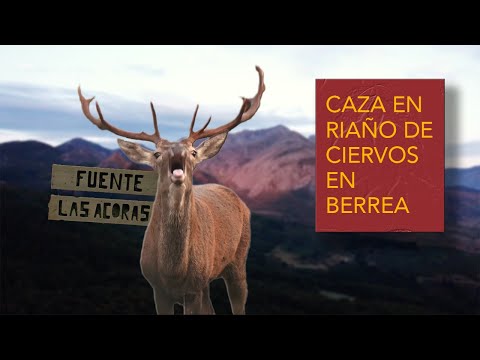 Caza en Riaño de ciervos en berrea