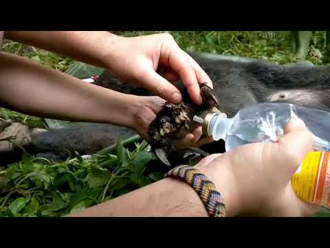 1090421-清創黑熊傷口