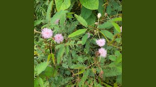 Download lagu Pecah Sudah Janji Kita mp3 Download lagu Pecah Sudah Janji Kita mp3