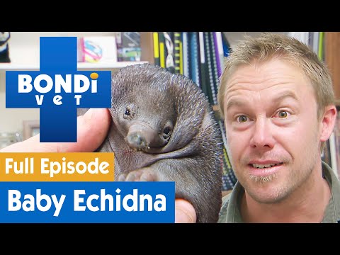 🦔 Baby Echidna Is Nearly Killed By Accident | FULL EPISODE | S8E3 | Bondi Vet