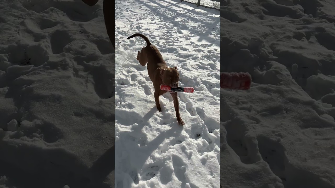 Enlarge Cardi, a Adoptable Pit Bull Terrier in York, PA video 2/6