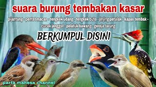 Download lagu Suara Burung Masteran Kombinasi Tembakan Kasar Rapat mp3 Download lagu Suara Burung Masteran Kombinasi Tembakan Kasar Rapat mp3