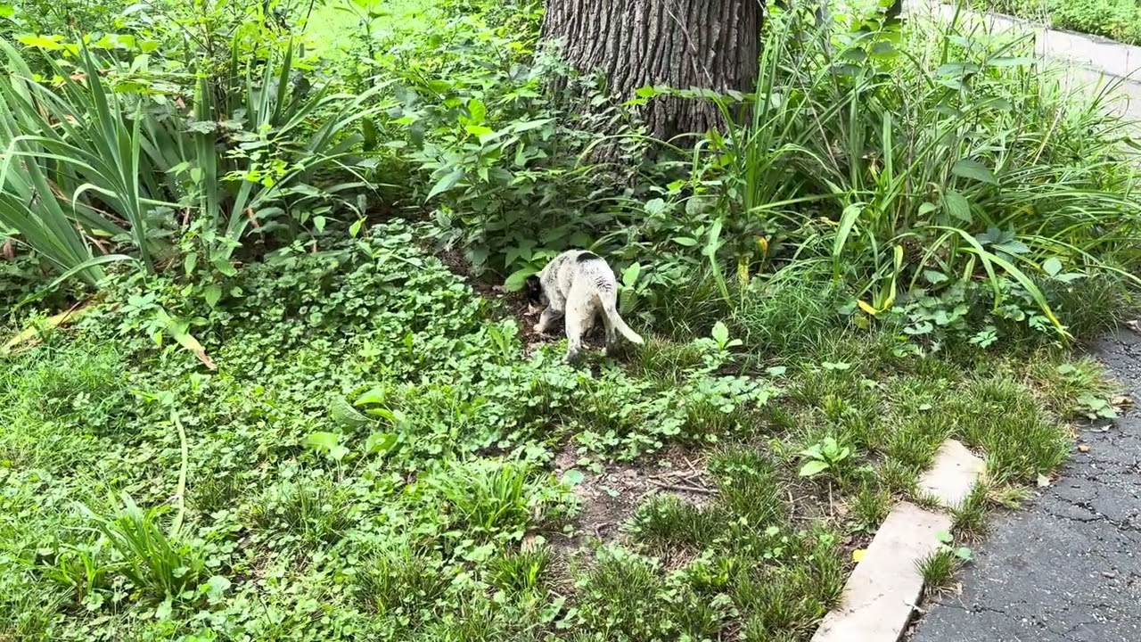 Enlarge Spot, a ADOPTABLE mixed breed in Aurora, IL video 5/5