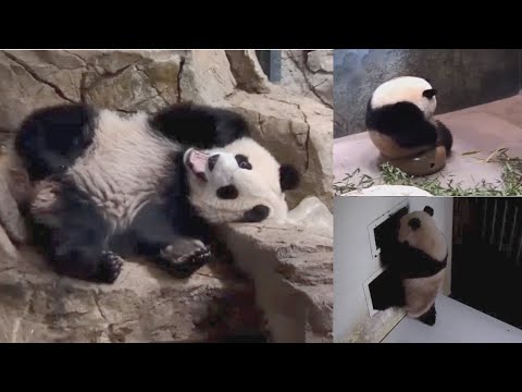 2022-03-18 Xiao Qi Ji ~ Another Sleepy Day & a Hard No from Mei