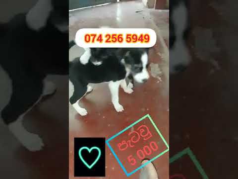 විකිනිමට.