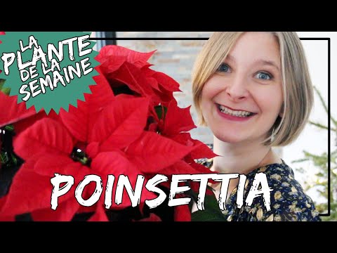 , title : '🌿 Le Poinsettia ou l'étoile de Noël 🎅 : comment la garder ? #laplantedelasemaine'