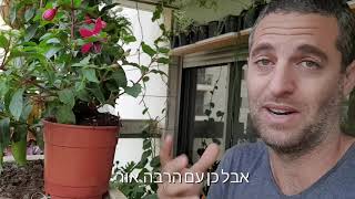 מי שרוצה פריחה באביב שישתול פוקסיה בחורף