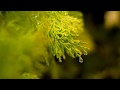 RainDrops Panithuli 96 Movies Theme