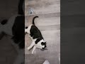 COW CAT Bites Me Good Morning