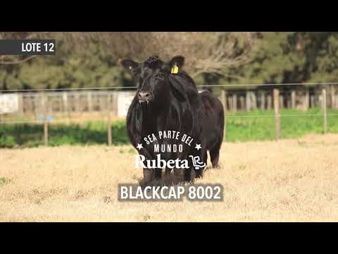 RUBETA BLACKCAP 8002 - LOTE 12