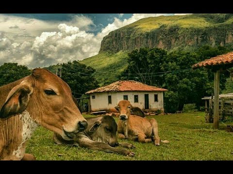 Moda de Viola, Músicas Caipiras e Sertanejo Raiz