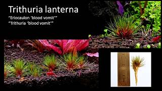 How to grow Eriocaulon [Quinquangulare and 'Blood vomit']