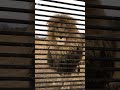 Lion cage for Humans #shorts