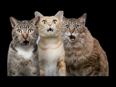 Cats Animals Animal Animals funny Komik Kedi videoları .