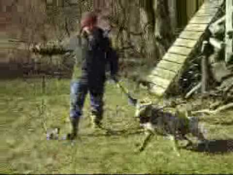 Wahid (Al Islah) 10 Months Old In Prey Drive