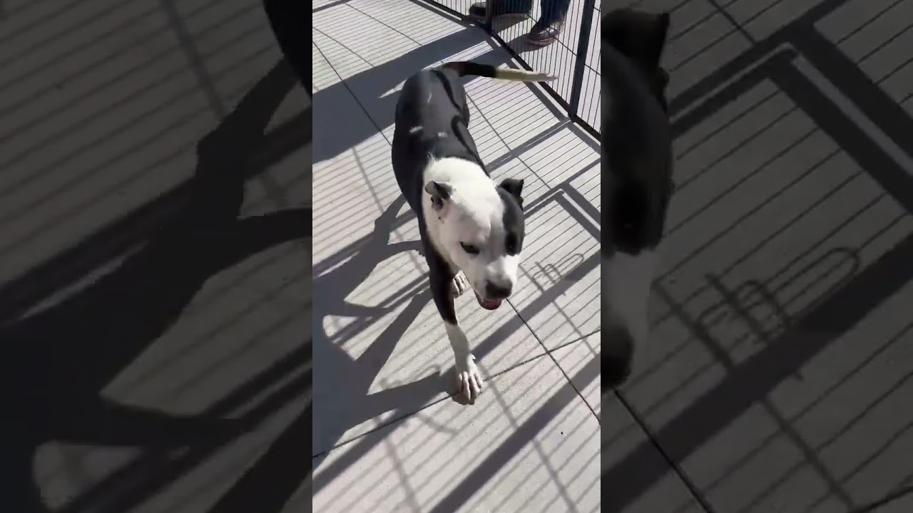 Enlarge Phoenix, a Adoptable Pit Bull Terrier in Kansas City, MO video 6/6