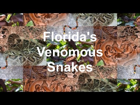 Florida's Venomous Snakes