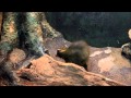 Rock Cavy Bronx Zoo