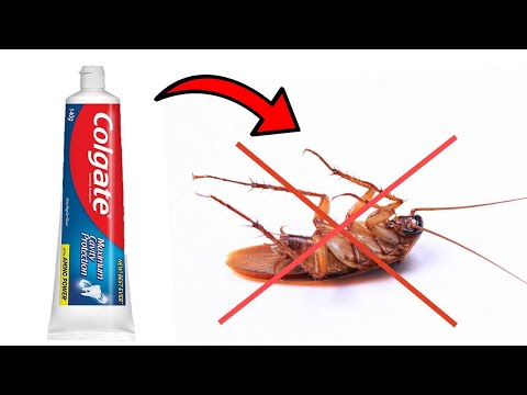How to Get Rid of Cockroaches with Toothpaste | DIY Natural Cockroach Killer
