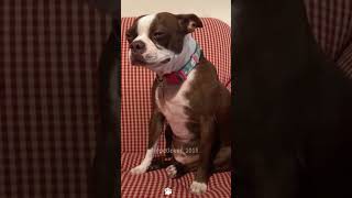 Download lagu Crying dog 🥹🥹🥹#dog#doglover #dogs #funny #video #usa mp3