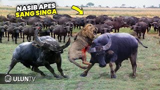 Download lagu Singa Nekat Ingin Memangsa Kerbau Sendirian, Endingnya Singa Mati akibat Di Tanduk & keroyok Kerbau mp3 Download lagu Singa Nekat Ingin Memangsa Kerbau Sendirian, Endingnya Singa Mati akibat Di Tanduk & keroyok Kerbau mp3