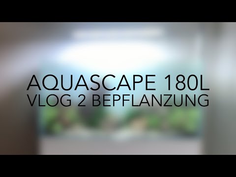 180L Aquascape #2 //Bepflanzung