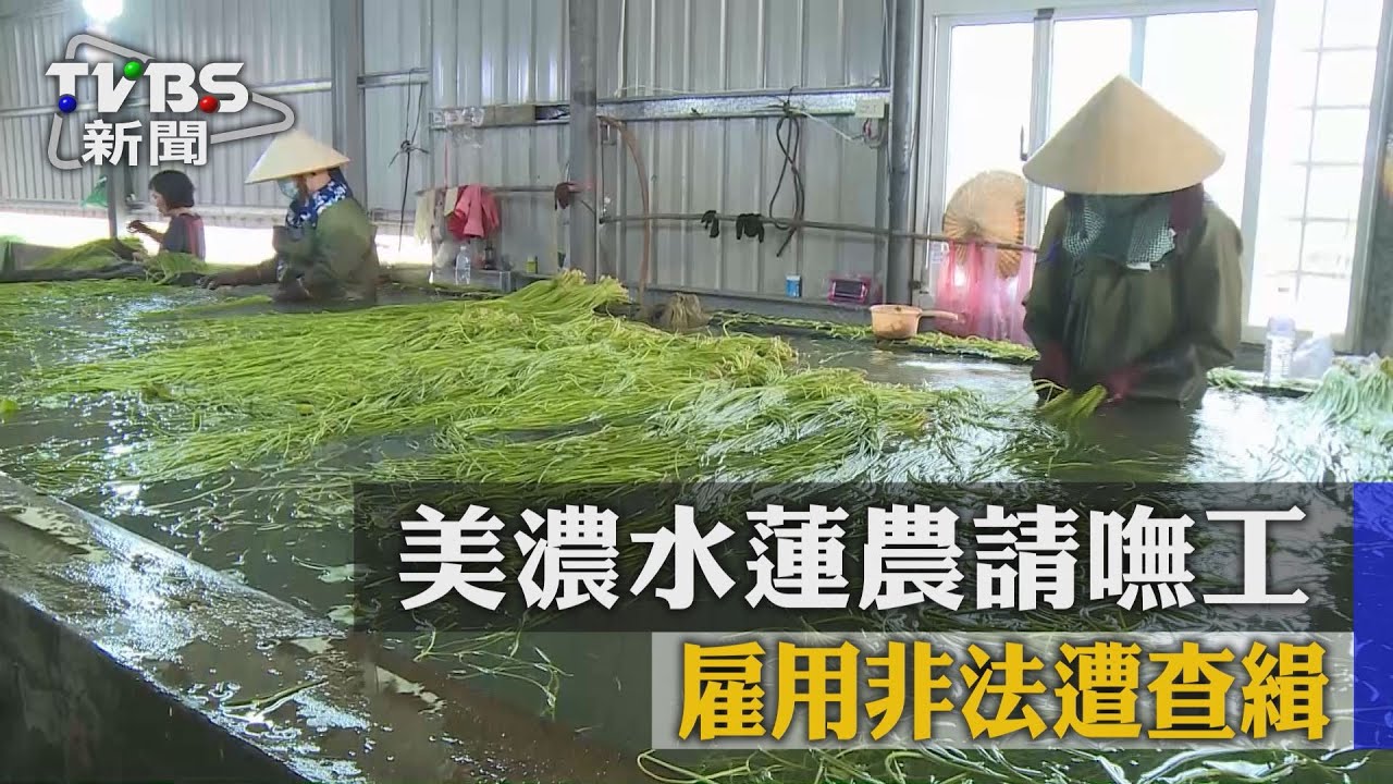 美濃水蓮農請嘸工　雇用非法遭查緝
