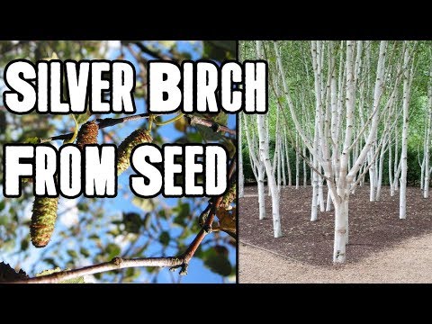 How To Grow A Birch Tree From Seed!