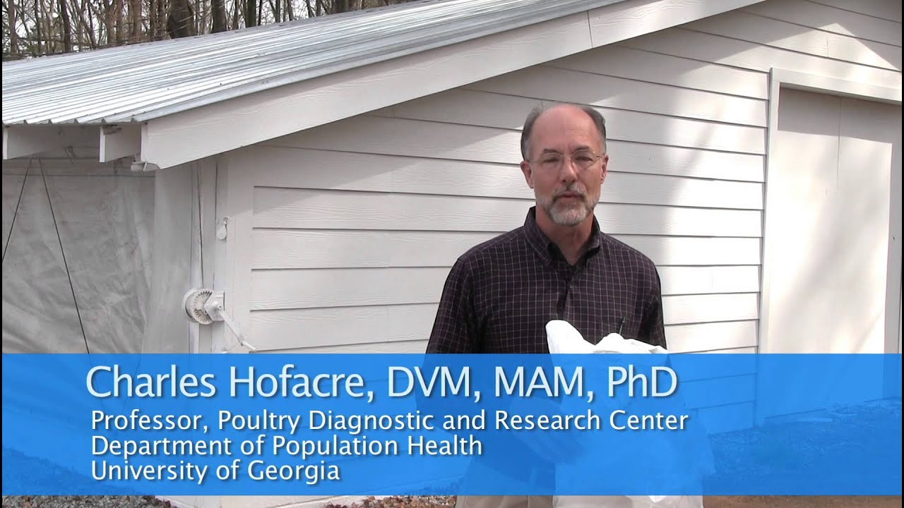 Antibiotic Use in the Poultry Industry: How Are Antibiotics Provided?