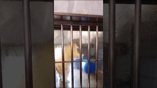 ホッキョクグマは左利きらしい