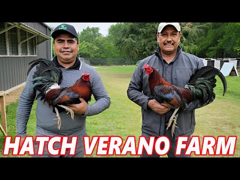 McLean Hatch Verano Farm Springtown Tx - Beautiful Birds
