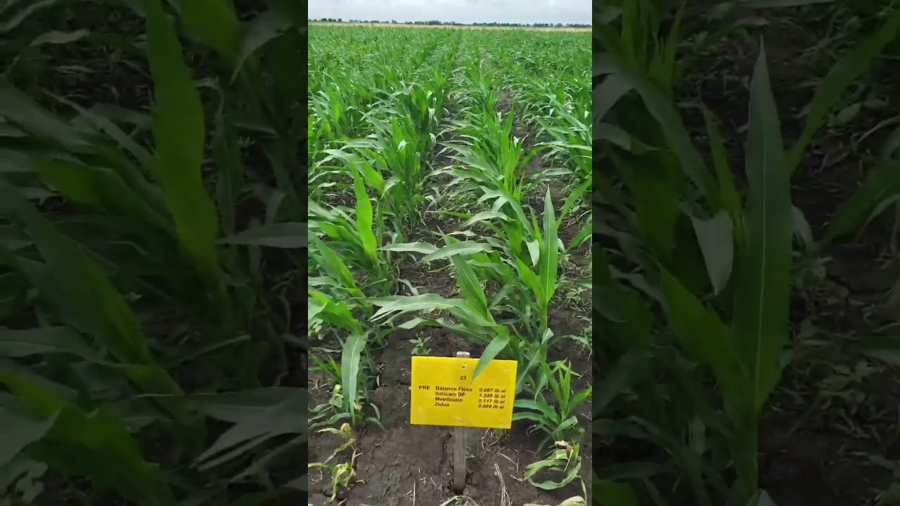 Dia de Campo - Tratamentos pré-emergência - Illinois (EUA)