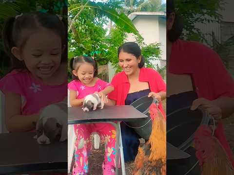Surprising My Daughter Newborn Puppies #cute  #puppy  #dog  #trendingvideo