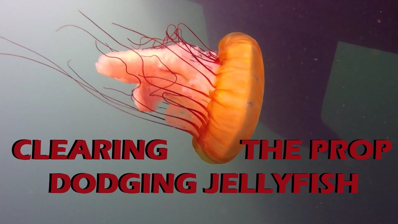 Dodging JellyFish While Clearing the Prop - Maintenance Monday