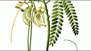 Download lagu Turi Putih | Kidung karya (cipt) Sunan Giri | ver. Original mp3 Download lagu Turi Putih | Kidung karya (cipt) Sunan Giri | ver. Original mp3