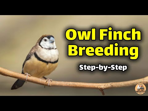 How to Breed and Keep Owl Finches — Complete Care & Breeding Guide