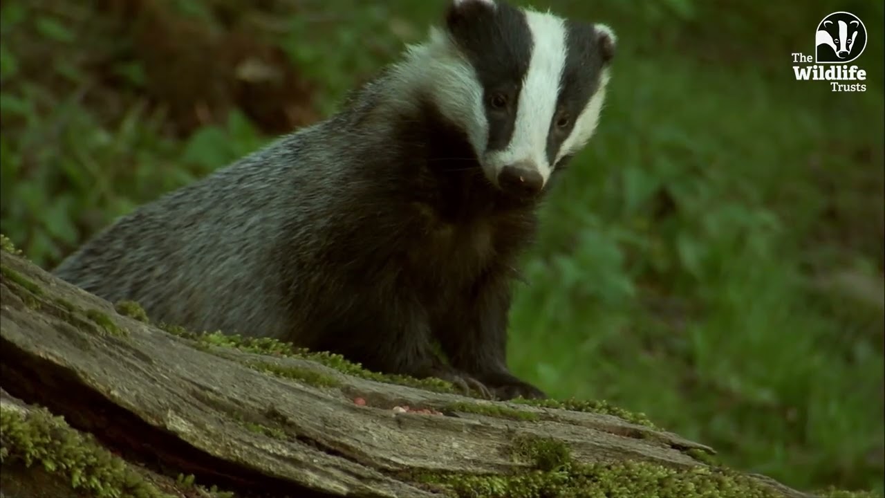 Bringing back the UK’s lost rainforests