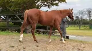 [聊天] ディープスカイ  抵達養老牧場