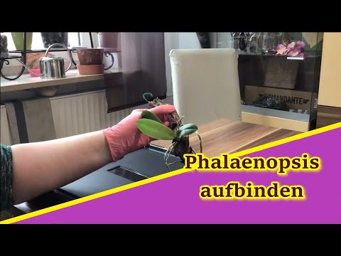 , title : 'So bindest Du eine Phalaenopsis auf einen Ast'