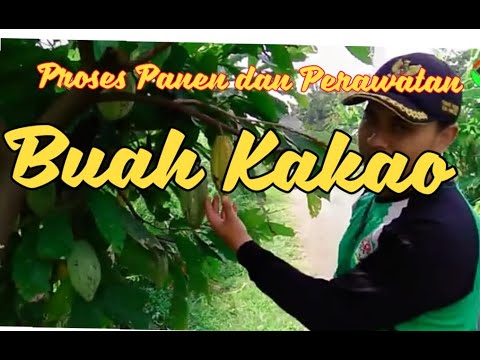 PERAWATAN BUAH KAKO