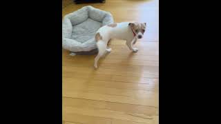 Video preview image #1 Chihuahua-Unknown Mix Puppy For Sale in Wakefield, RI, USA